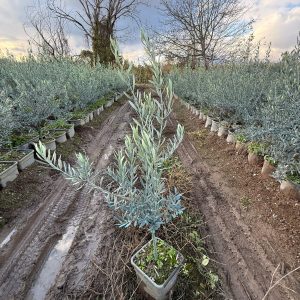 2 Yaş 150CM Gemlik (Trilye) Zeytin Fidanı